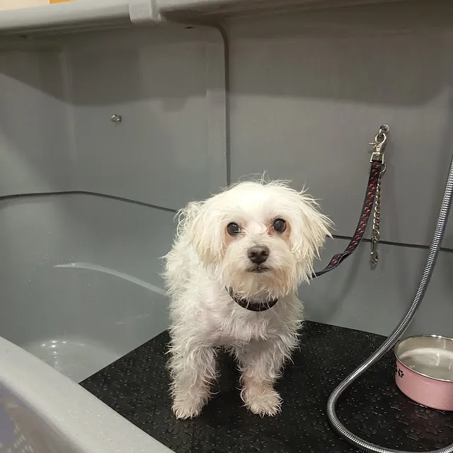 Peluquería canina