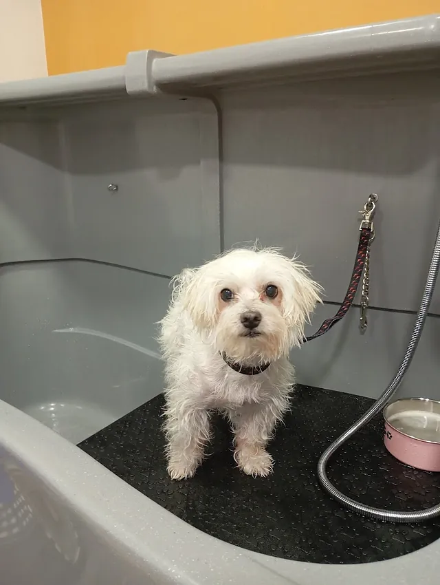 Peluquería canina