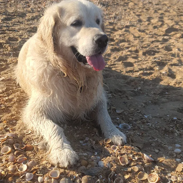 Peluquería canina