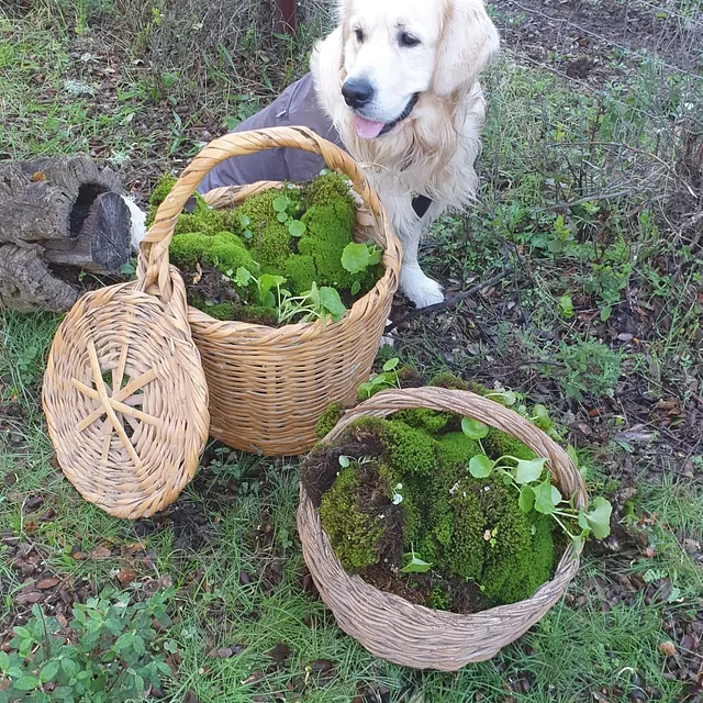 Peluquería canina