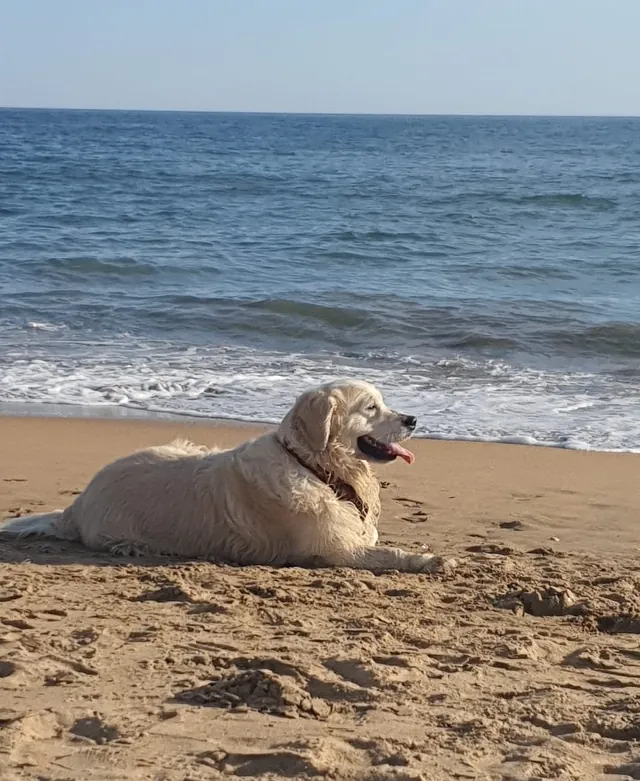 Peluquería canina