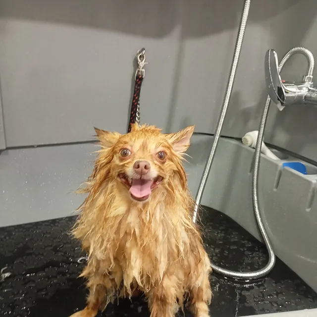 Peluquería canina