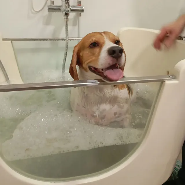 Peluquería Canina Pasión Peluda spa perro