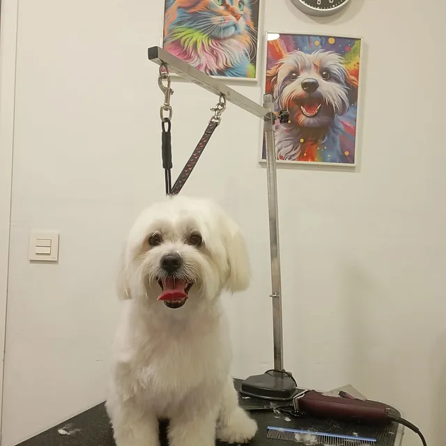 Peluquería canina