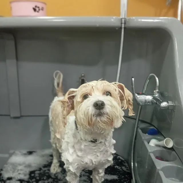 Peluquería canina