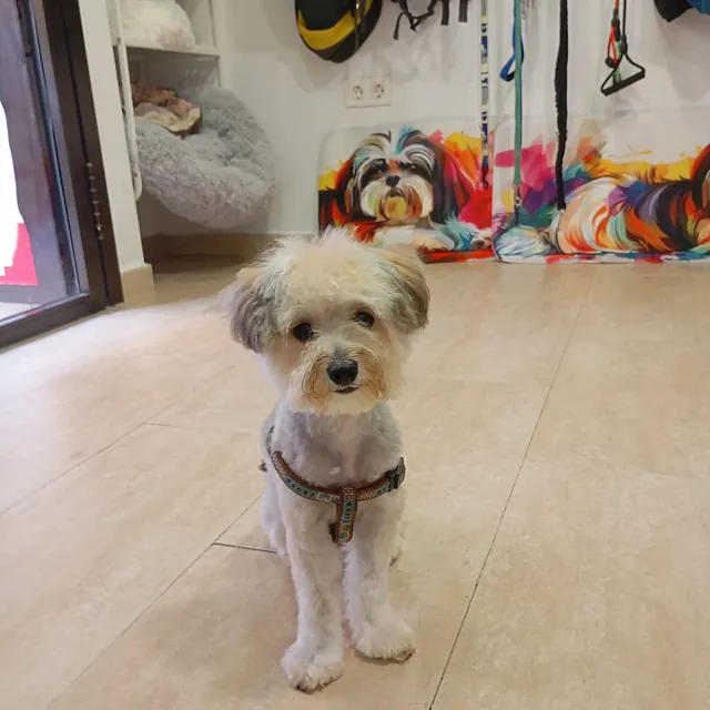 Peluquería canina