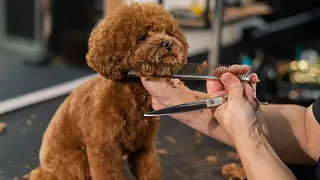 Peluquería perros