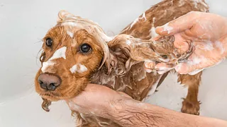 Baño perro